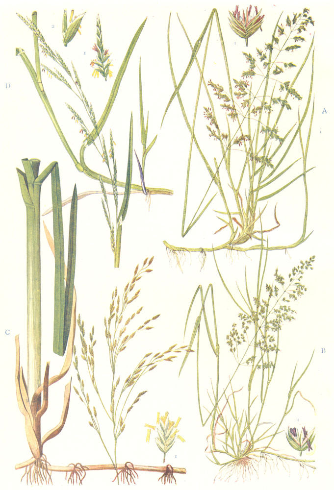 MEADOW GRASSES.Smooth-Rough-stalked,Water Meadow Grass;Floating Sweet Grass 1912